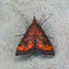 Variable Reddish Pyrausta Moth thumbnail 3