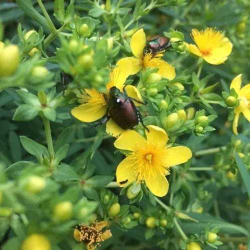 Japanese Beetle