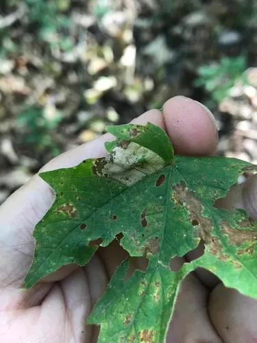 Phyllonorycter clemensella