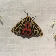 Virgin Tiger Moth thumbnail 2