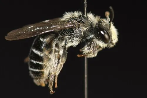 Simple Miner Bee