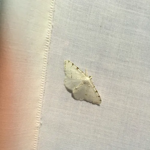 Lesser Maple Spanworm Moth
