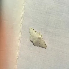 Lesser Maple Spanworm Moth thumbnail 1