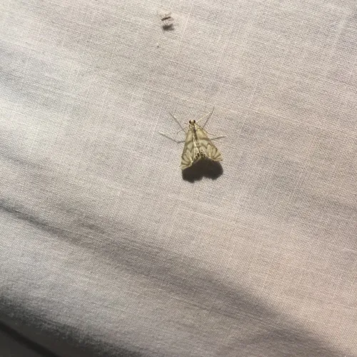 Scrollwork Pyralid Moth