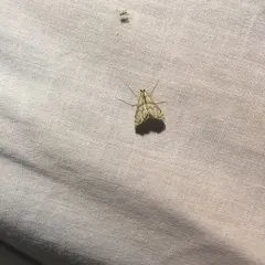 Scrollwork Pyralid Moth thumbnail 1