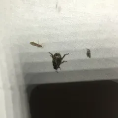 Oriental Beetle thumbnail 1