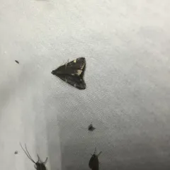 Yellow-fringed Dolichomia Moth thumbnail 2