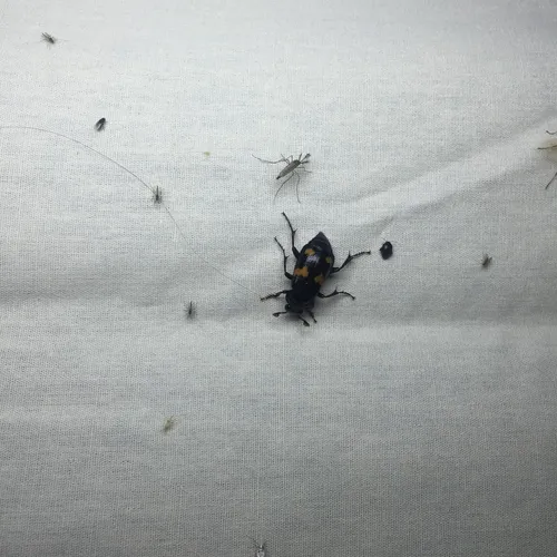 Roundneck Sexton Beetle