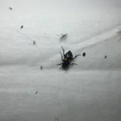 Roundneck Sexton Beetle thumbnail 1