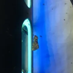 Conifer Swift Moth thumbnail 2