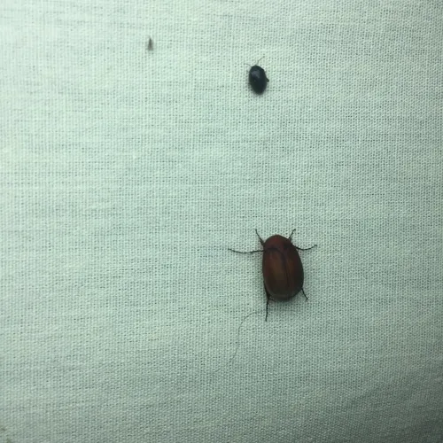 Asiatic Garden Beetle