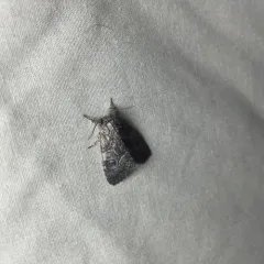 Brother Moth thumbnail 3