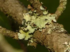 Pretty Ruffle thumbnail 4