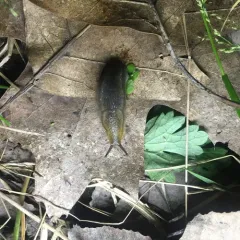 Western Dusky Slug thumbnail 2