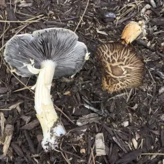 Wine-cap Stropharia thumbnail 1