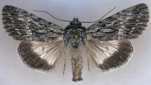 Sympistis poliochroa