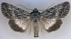 Sympistis poliochroa thumbnail 1