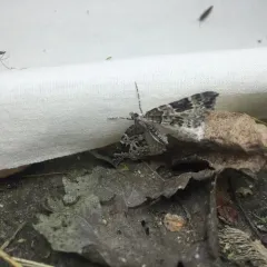 White Eulithis Moth thumbnail 2