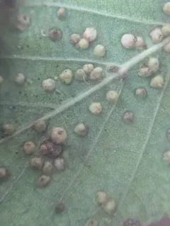 Eriophyes leionotus thumbnail 2