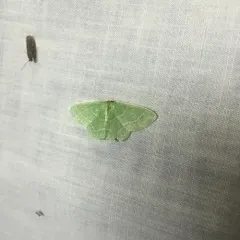 Wavy-lined Emerald thumbnail 1