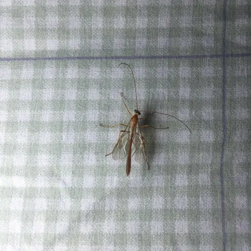 Enicospilus purgatus