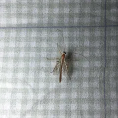 Enicospilus purgatus thumbnail 1