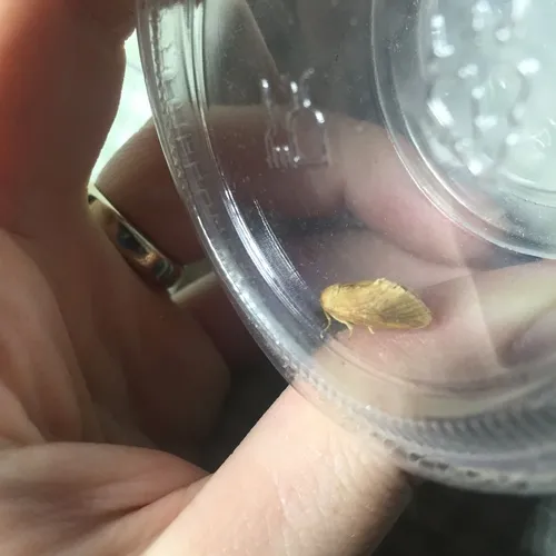 Early Button Slug Moth