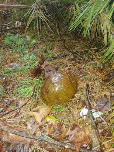Three-toed Box Turtle