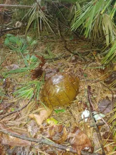 Three-toed Box Turtle thumbnail 1