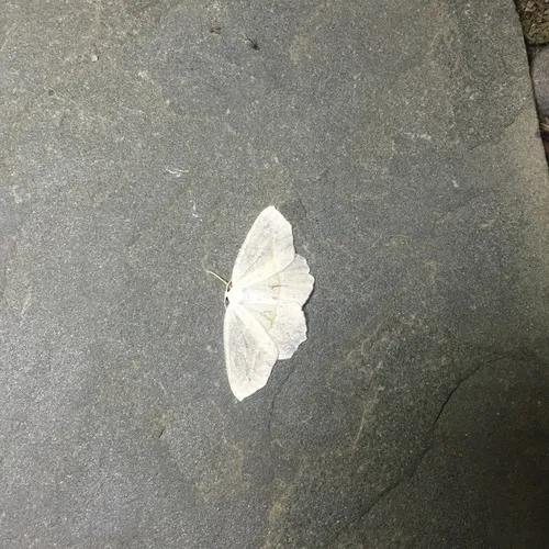 Pale Beauty