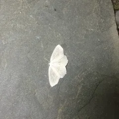 Pale Beauty thumbnail 1