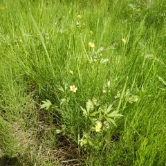 macoun's buttercup thumbnail 2