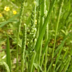 american slough grass thumbnail 2