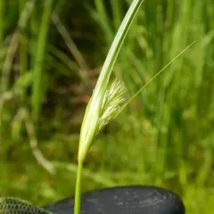 many-headed sedge thumbnail 2
