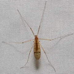 Metalimnobia triocellata thumbnail 4