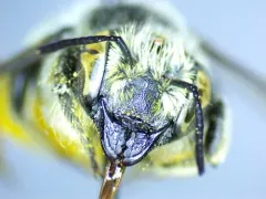 Megachile nevadensis thumbnail 3
