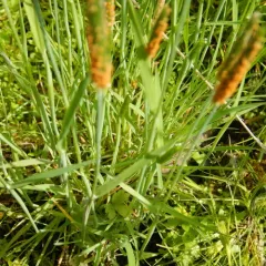 short-awn foxtail thumbnail 2