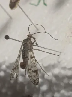 Panorpa latipennis thumbnail 3