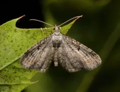 Eupithecia interruptofasciata thumbnail 4