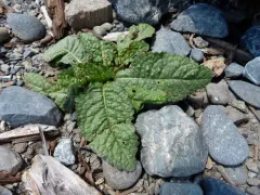 bristly oxtongue thumbnail 3