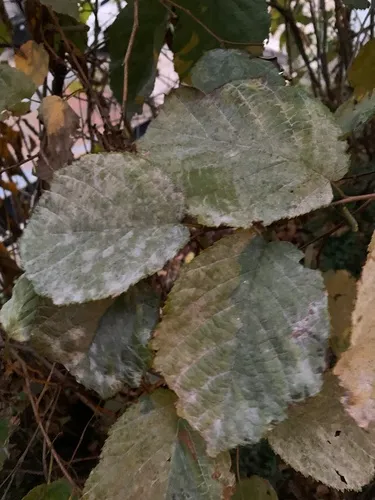 Erysiphe coryli-americanae
