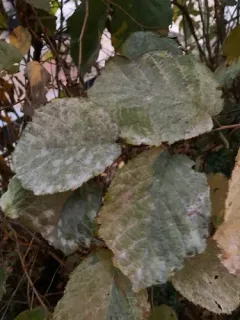 Erysiphe coryli-americanae thumbnail 1