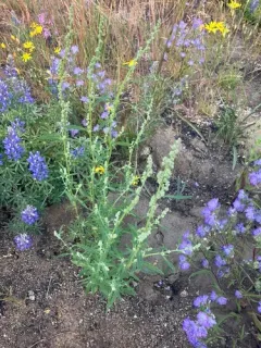 Narrowleaf Goosefoot thumbnail 4
