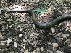 Western Ratsnake thumbnail 2