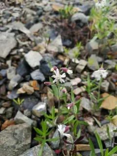 Creeping Catchfly thumbnail 2