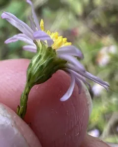 Bushy Aster thumbnail 4
