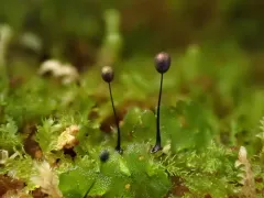 Lamproderma columbinum thumbnail 2