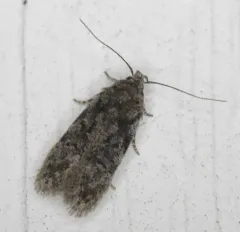 Xenolechia ontariensis thumbnail 4