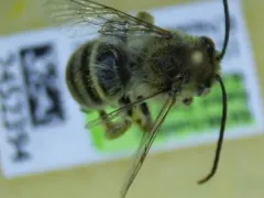Mothered Long-horned Bee thumbnail 3