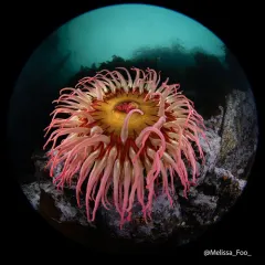 fish-eating anemone thumbnail 2